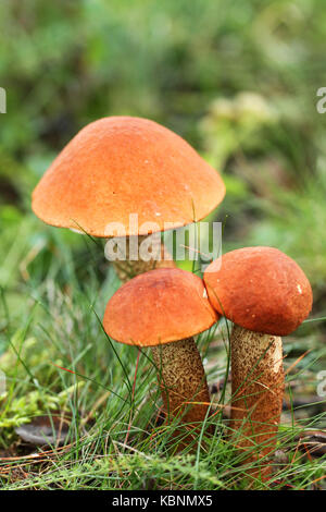 Gruppo di leccinum aurantiacum funghi in Finlandia. Foto Stock