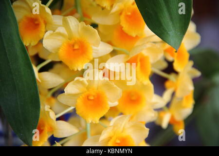 Bromeliacee parassiti piante parassite fiorì in primavera Foto Stock