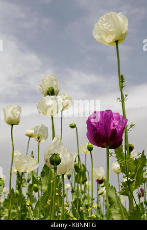 I papaveri da oppio noto come Papaver somniferum in latino, la Turchia. Foto Stock