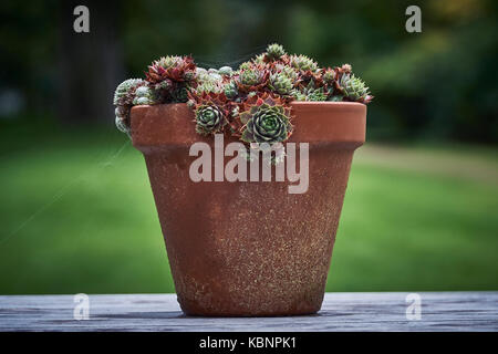 Le piante succulente che cresce in un vaso in terracotta con ragnatele Foto Stock