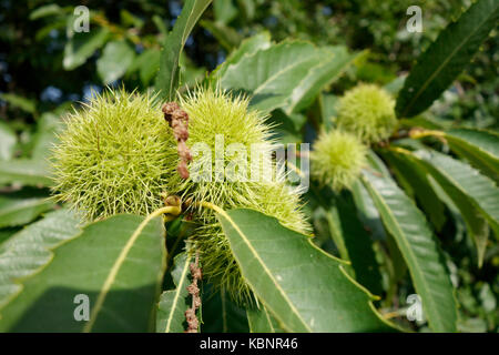 Le castagne stagiona in loro cartocci sui rami dell'albero. Foto Stock