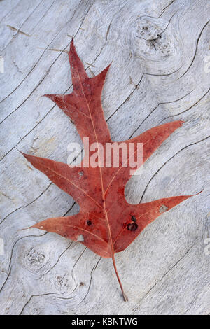 Singola foglia di quercia poggia su driftwood sotto Calvert Cliffs Brownie alla spiaggia in Maryland Foto Stock