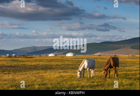 Cavalli mongola in un paesaggio del nord della Mongolia Foto Stock