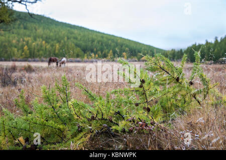 I cavalli in un nord paesaggio mongolo Foto Stock