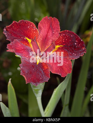 Stordimento e insolito rosso vivace fiore della Louisiana iride con gocce di pioggia su petali contro lo sfondo di foglie verdi Foto Stock