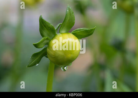 Chiuso il dahlia fiore nascere. Foto Stock