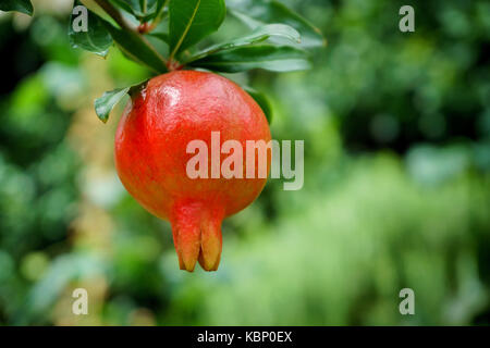 Frutto di melograno che cresce su un ramo verde Foto Stock