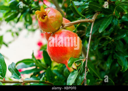 Frutto di melograno che cresce su un ramo verde Foto Stock