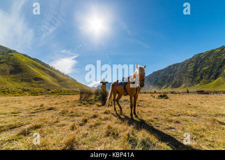 Una pelliccia golden horse in piedi di fronte ad un bel paesaggio di Indonesia Foto Stock
