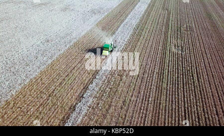 Vista aerea di un ampio e verde la raccoglitrice di cotone lavorando in un campo. Foto Stock
