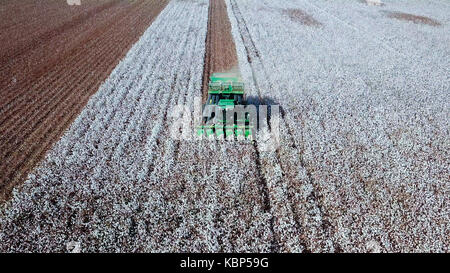 Vista aerea di un ampio e verde la raccoglitrice di cotone lavorando in un campo. Foto Stock