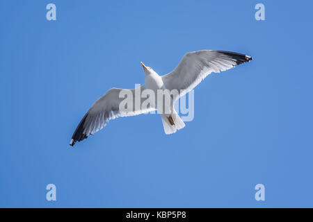Un gabbiano volare nell'isola di kalymnos Foto Stock
