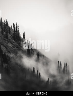 Foto in bianco e nero di alberi sul versante di una montagna circondata da nebbia Foto Stock