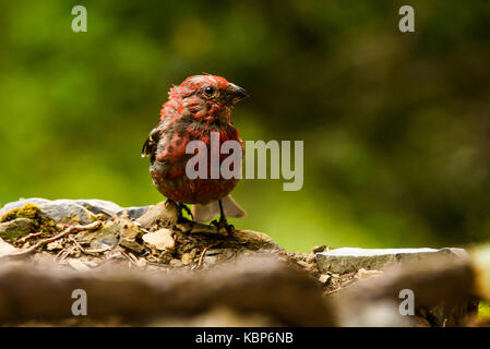 Maschio adulto house finch (haemorhous mexicanus) Foto Stock