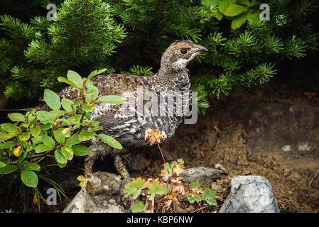 Abete femmina grouse (falcipennis canadensis) Foto Stock