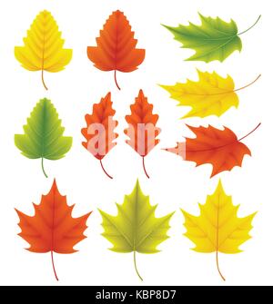 Foglie di autunno vettore collezione. set di foglie di autunno come acero e rovere con colori diversi isolati in sfondo bianco. illustrazione vettoriale. Illustrazione Vettoriale