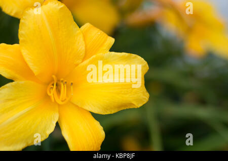 Vivace fiore giallo con grandi fioriture di petali di fiori in un giardino verde in una giornata di sole Foto Stock