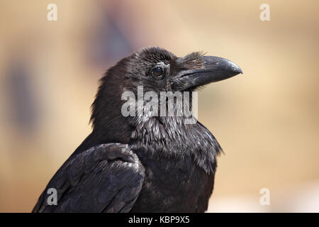 Raven, corvux corallo, sull'isola di Fuerteventura nelle isole Canarie Foto Stock