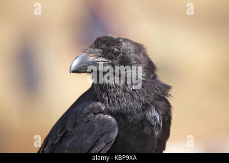 Raven, corvux corallo, sull'isola di Fuerteventura nelle isole Canarie Foto Stock