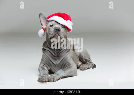 Thai ridgeback cucciolo in xmas hat Foto Stock