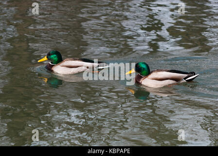 Natura 2000 la Polonia, Europa, anatra selvatica Foto Stock