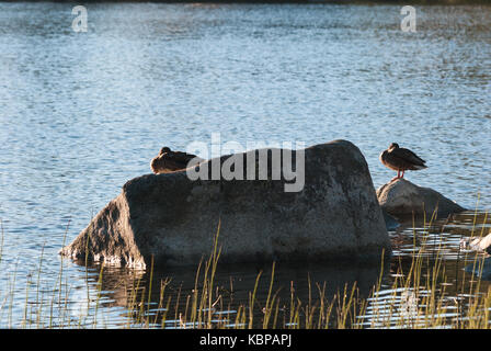 Natura 2000 la Polonia, Europa, anatra selvatica Foto Stock