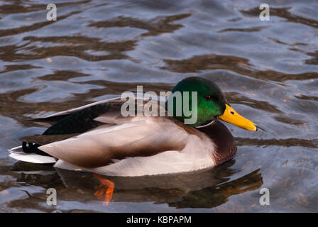 Natura 2000 la Polonia, Europa, anatra selvatica Foto Stock