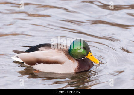 Natura 2000 la Polonia, Europa, anatra selvatica Foto Stock