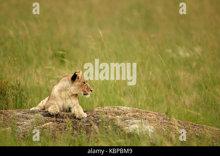 Giovani femmine lion giacente su di una roccia in erba alta in Zimbabwe Foto Stock