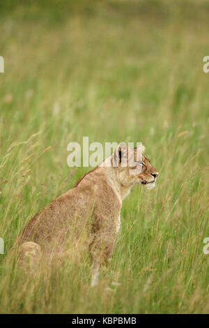 Giovane leone africano in seduta lungo verde erba in Zimbabwe Foto Stock