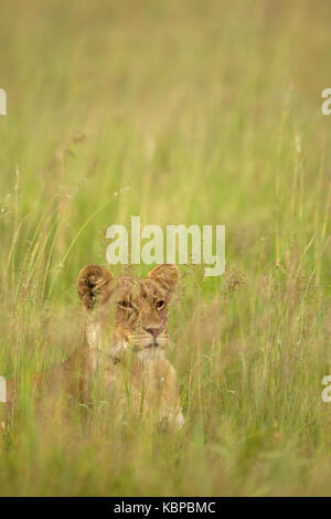 Giovane leone africano in seduta lungo verde erba in Zimbabwe Foto Stock