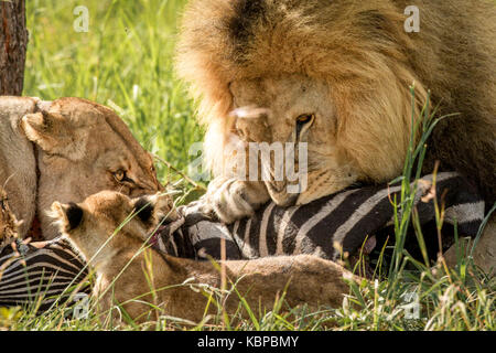 Famiglia di leoni africani (panthera leo) su un dead zebra tela di mangiare. Maschio di leone con enorme mane posessive over kill Foto Stock