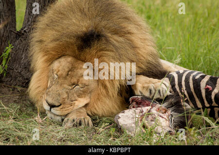 Grande leone maschio giacente con zampa sul dead zebra tela di protezione del suo kill durante il sonno Foto Stock