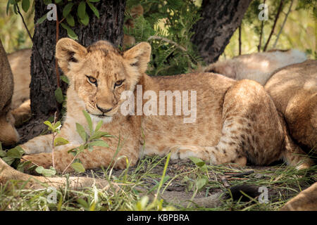 Piccolo LION CUB camminando in erba alta, ora d'oro, con coda fino in Zimbabwe, parte di un grande orgoglio Foto Stock
