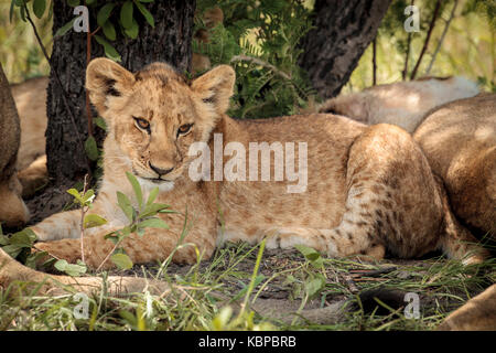 Ritratto di leoni africani (Panthera leo) di appoggio nella boccola, cub con macchie che giace contro tree Foto Stock