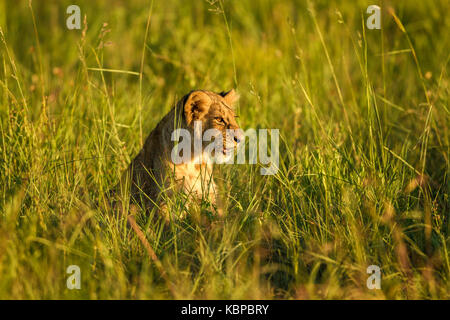 Piccolo LION CUB camminando in erba alta, ora d'oro, con coda fino in Zimbabwe, parte di un grande orgoglio Foto Stock