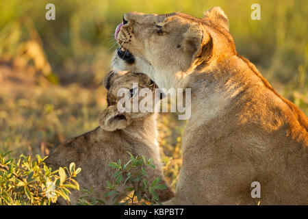 Baby LION CUB cuddling con la madre , ora d'oro, giacente in erba Foto Stock