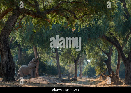 Elephant mangiare nell'albida di Acacia di foresta di Mana Pools, Zimbabwe Foto Stock