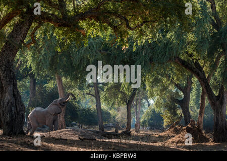 Elephant mangiare nell'albida di Acacia di foresta di Mana Pools, Zimbabwe Foto Stock