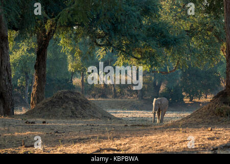 Elephant a piedi nel Mana Pools forest Foto Stock