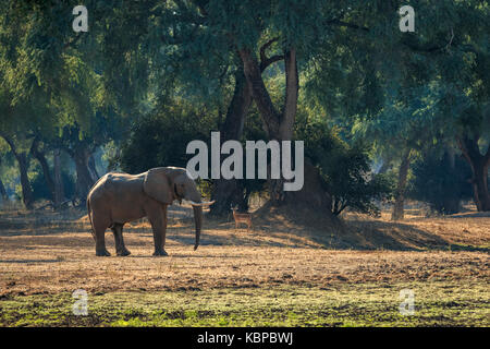 Elephant a piedi nel Mana Pools forest Foto Stock