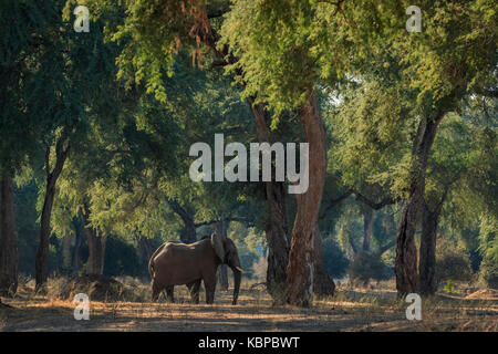 Elefante africano in piedi da solo tra alberi (loxodonta) Foto Stock