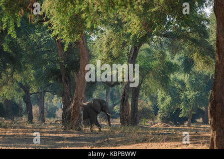 L'elefante africano (Loxodonta) camminando tra gli alberi in habitat naturale Foto Stock