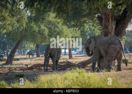 L'elefante africano (Loxodonta) camminando tra gli alberi in habitat naturale Foto Stock