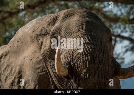 Vista frontale di un elefanti africani testa con zanne Foto Stock