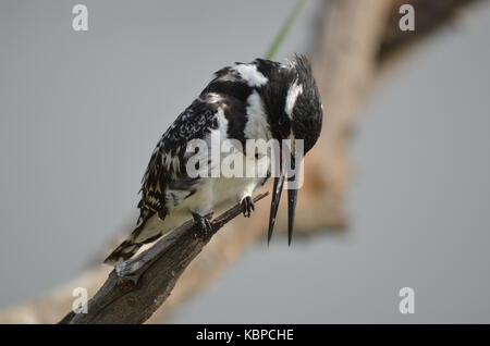 Pied kingfisher (ceryle rudis) appollaiato su un ramo in pilanesberg - Africa del sud Foto Stock