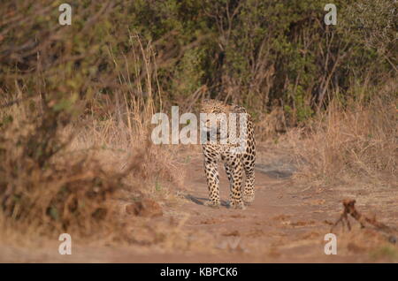 Leopard (panthera pardus) passeggiate e profuma l'aria su strada sterrata in pilanesberg - Africa del sud Foto Stock