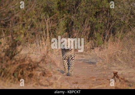 Leopard (panthera pardus) passeggiate e profuma l'aria su strada sterrata in pilanesberg - Africa del sud Foto Stock