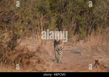 Leopard (panthera pardus) passeggiate e profuma l'aria su strada sterrata in pilanesberg - Africa del sud Foto Stock