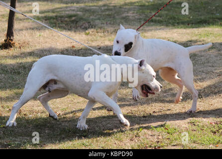 Ci sono due cani sono combattimenti Foto Stock